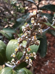 Miconia fallax