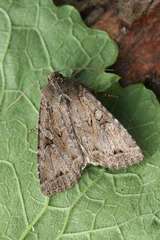 Apterogenum ypsillon