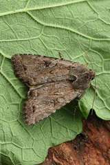 Apterogenum ypsillon