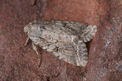 Apterogenum ypsillon