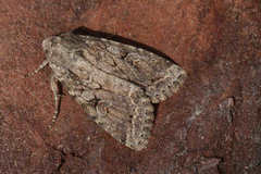 Apterogenum ypsillon