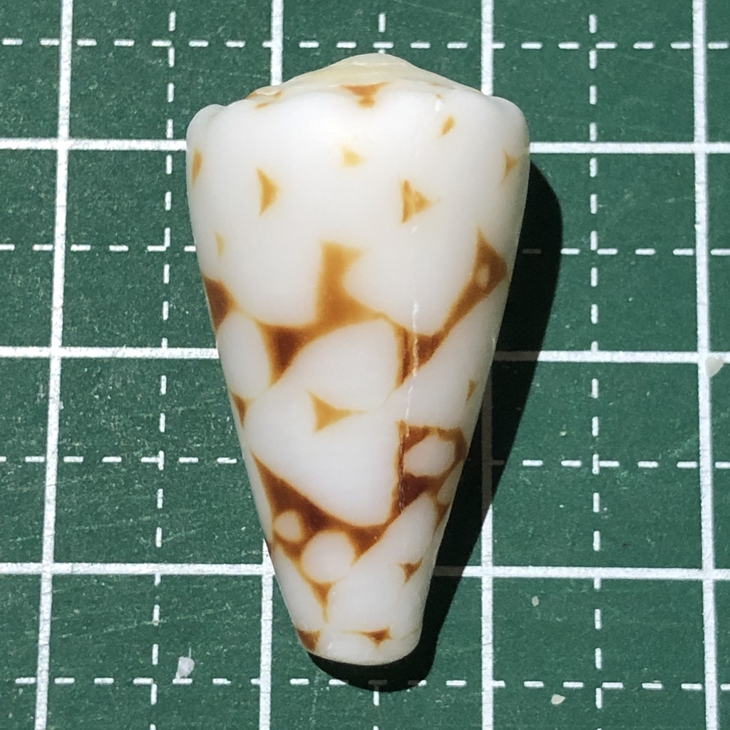 Conus bandanus
