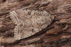 Apterogenum ypsillon