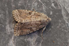 Apterogenum ypsillon