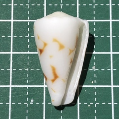 Conus bandanus