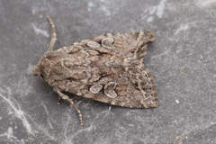 Apterogenum ypsillon