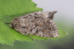 Apterogenum ypsillon