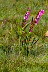 Watsonia pulchra