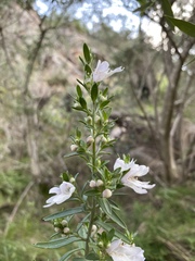 Prostanthera behriana