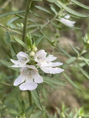 Prostanthera behriana