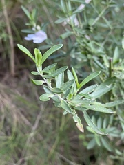 Prostanthera behriana