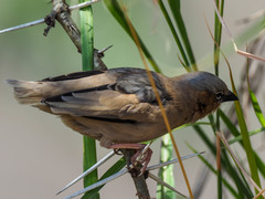 Pseudonigrita arnaudi