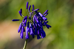 Agapanthus inapertus