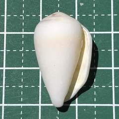 Conus striolatus