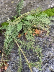 Achillea millefolium