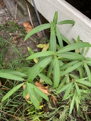 Chamaenerion angustifolium