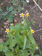 Galinsoga parviflora