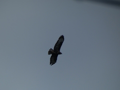 Buteo buteo