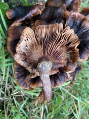 Armillaria