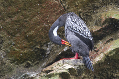 Poikilocarbo gaimardi