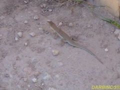 Acanthodactylus schreiberi