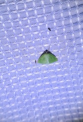 Synchlora faseolaria