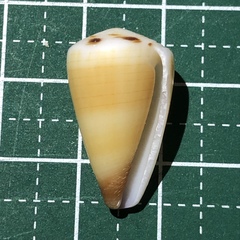 Conus planorbis
