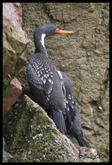 Poikilocarbo gaimardi