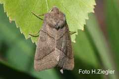 Mesogona oxalina