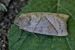 Mesogona oxalina