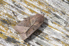 Mesogona oxalina