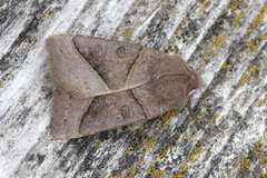 Mesogona oxalina