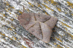 Mesogona oxalina