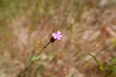 Petrorhagia nanteuilii