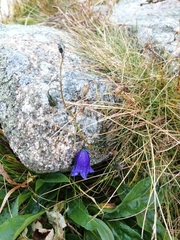 Campanula cochleariifolia