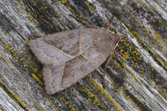 Mesogona oxalina