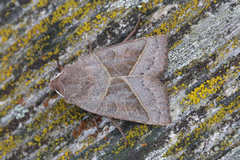Mesogona oxalina
