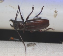 Cacodacnus planicollis