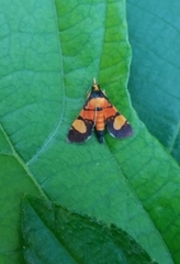 Aethaloessa