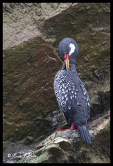 Poikilocarbo gaimardi