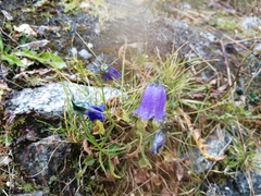 Campanula cochleariifolia