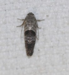 Eupselia beatella