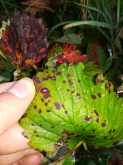 Diplocarpon fragariae