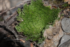 Selaginella pilifera