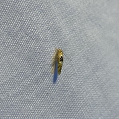 Hieromantis ephodophora