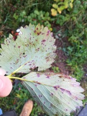 Diplocarpon fragariae