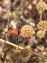 Poecilobdallus formosus