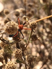 Poecilobdallus formosus