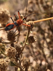 Poecilobdallus formosus