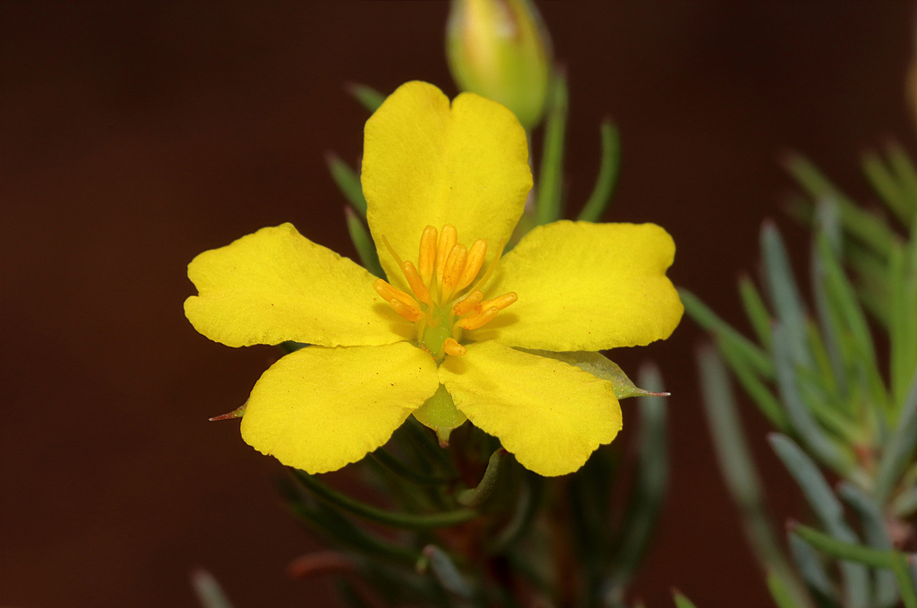 Hibbertia hibbertioides